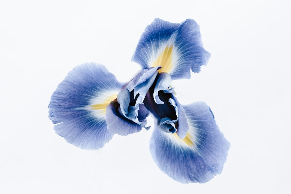 blue and yellow iris flower