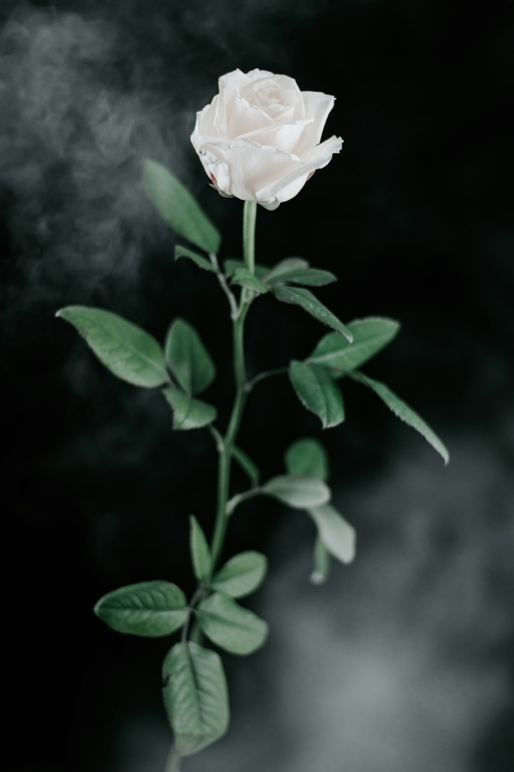 closeup photo of white rose digital wallpaper