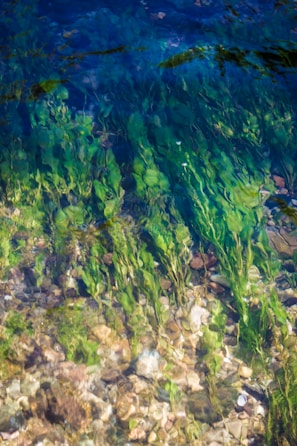 A serene underwater scene featuring lush aquatic plants.