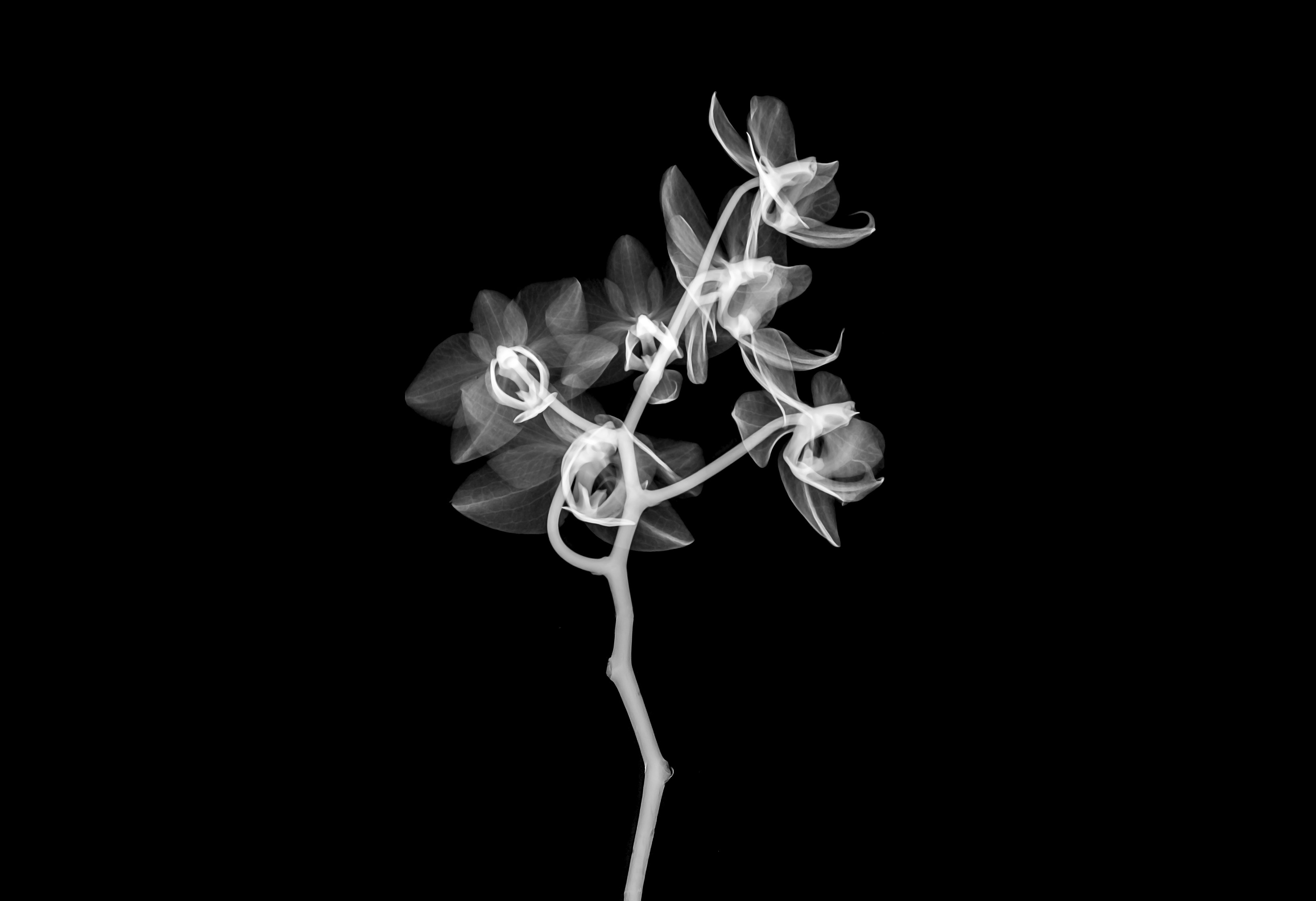 Using Trivy to Scan Images for CVEs