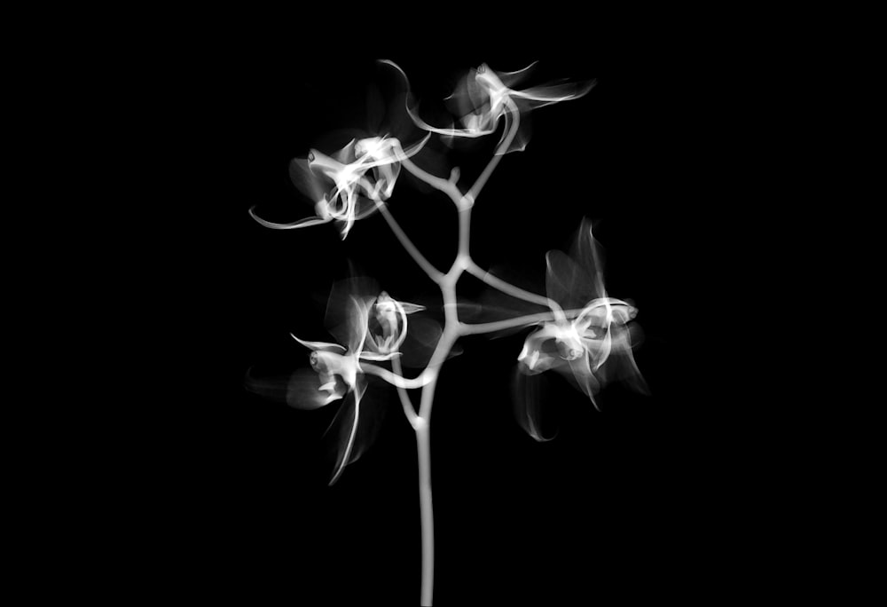 une photo en noir et blanc d’une fleur