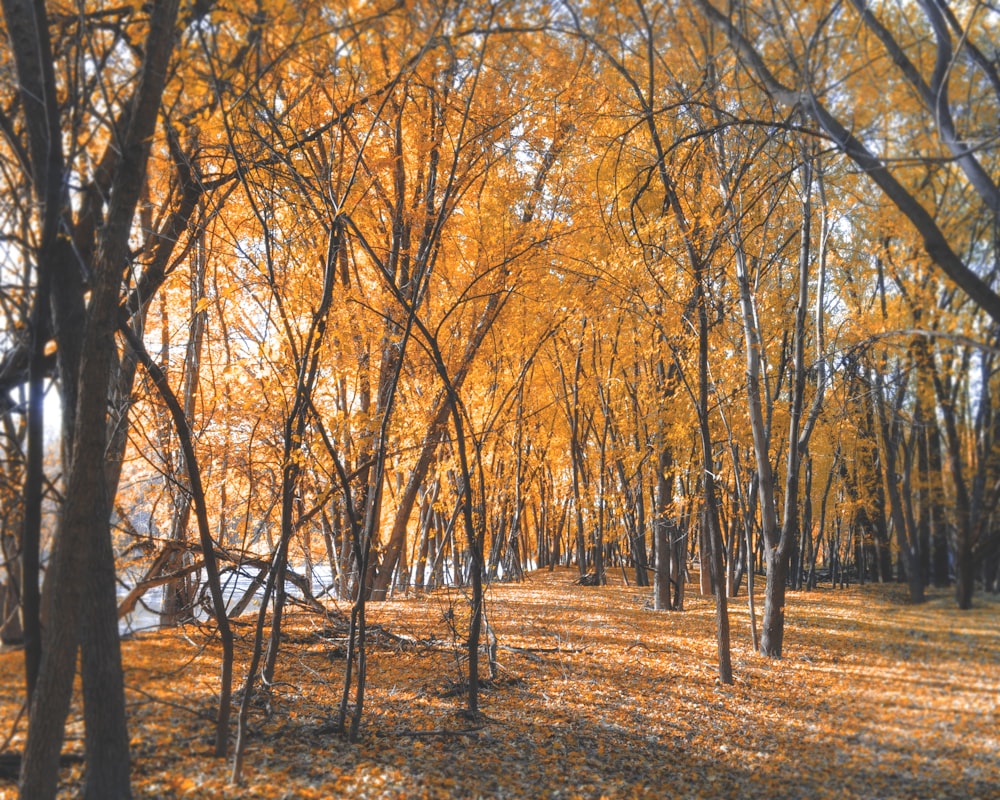 orange leafed trees