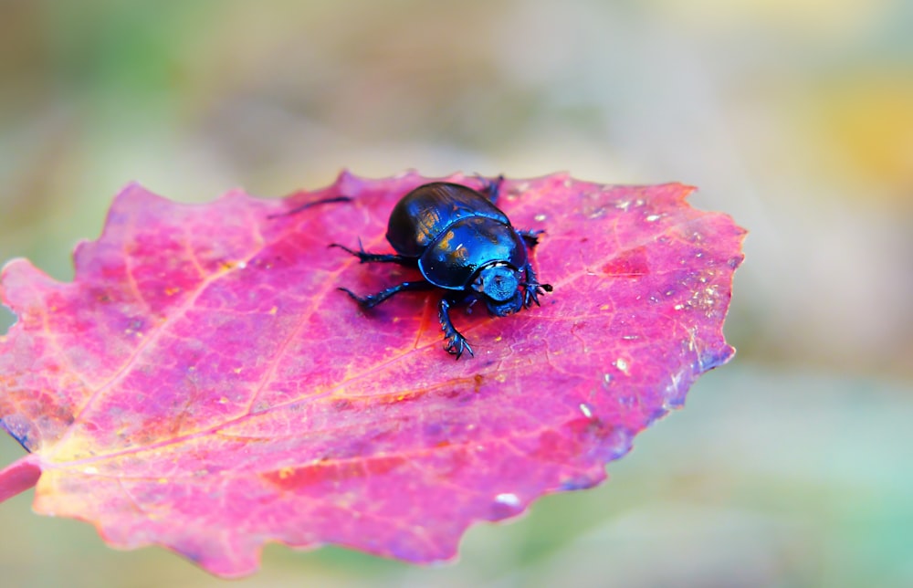 blue insect on the purple leafed plant