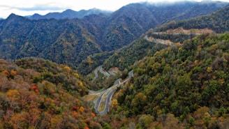 Drone footage capturing a winding mountain trail surrounded by dense pine forests in autumn colors.
