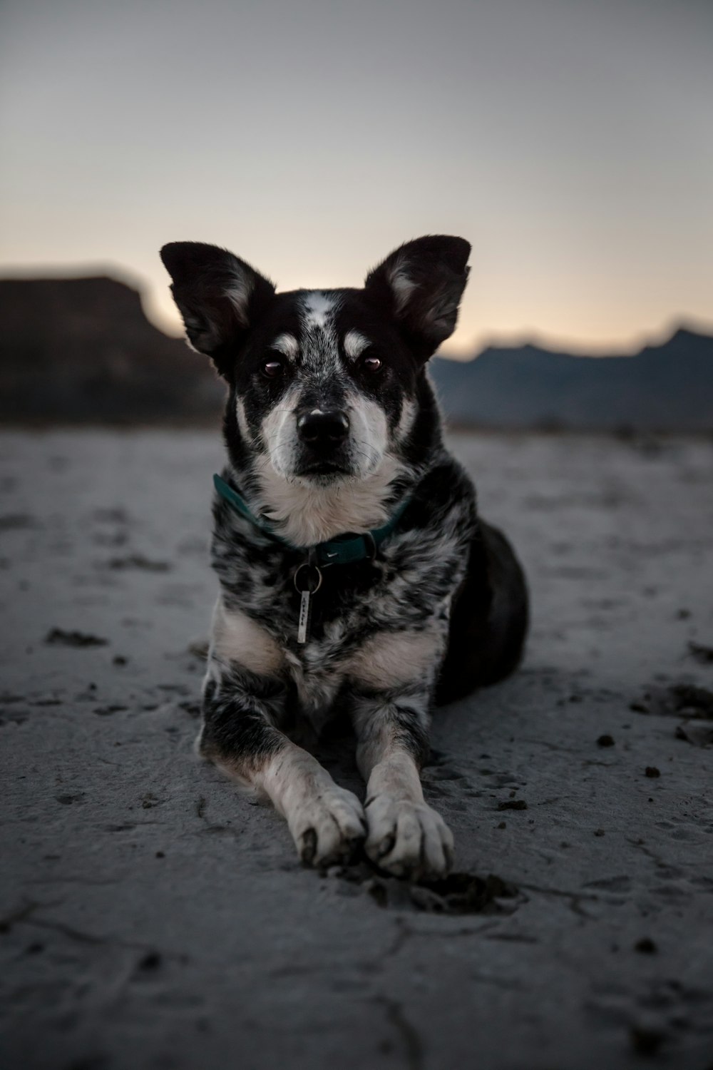 selective focus photography of short-coated black and white dog