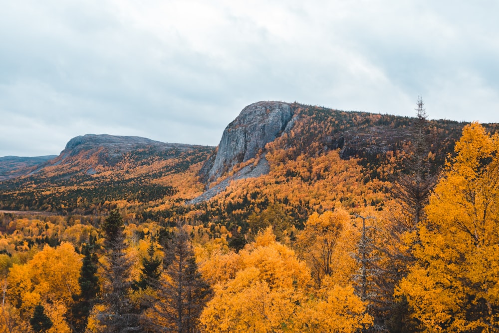 orange leafed trees