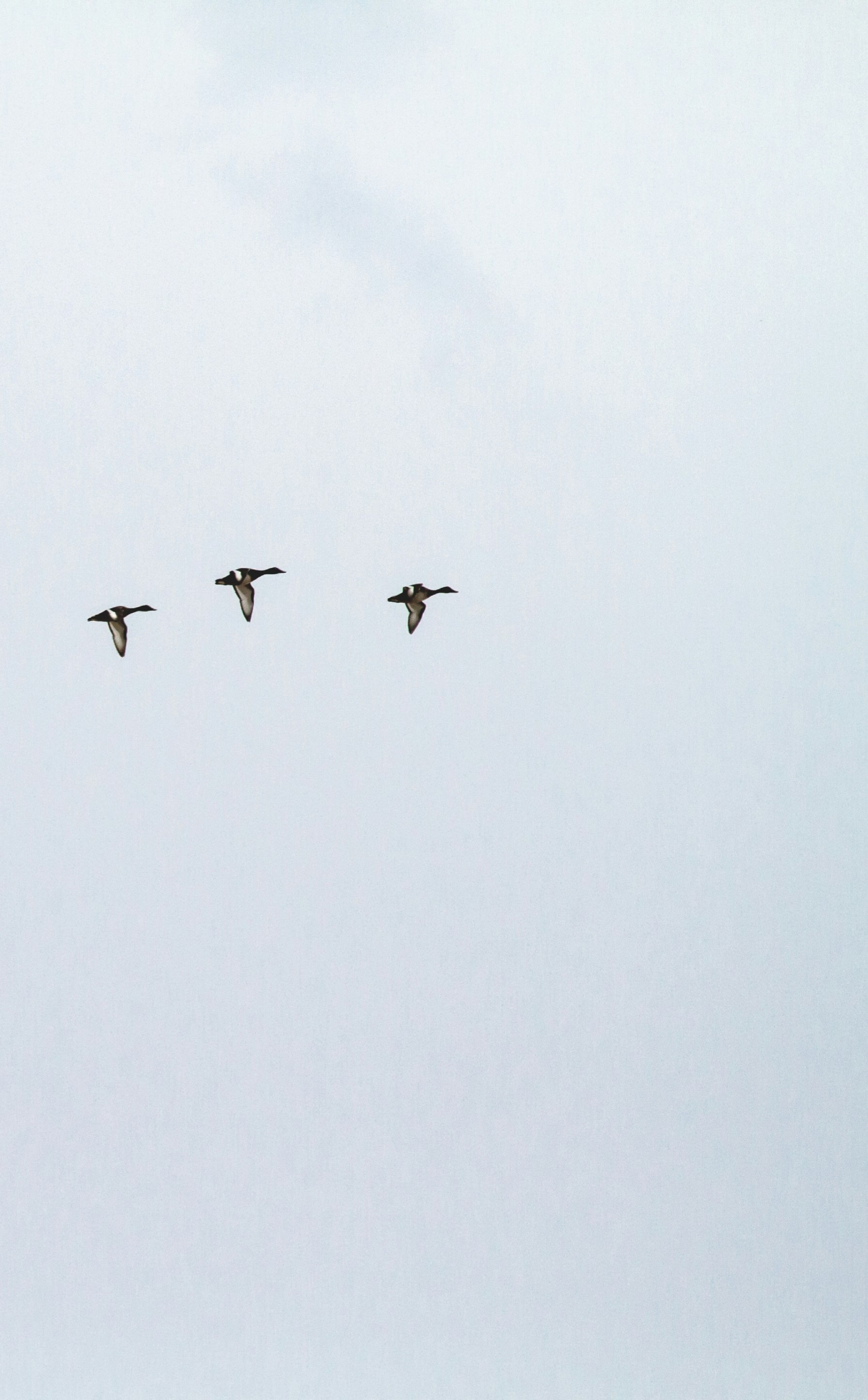 three ducks flying under the clouds during daytime