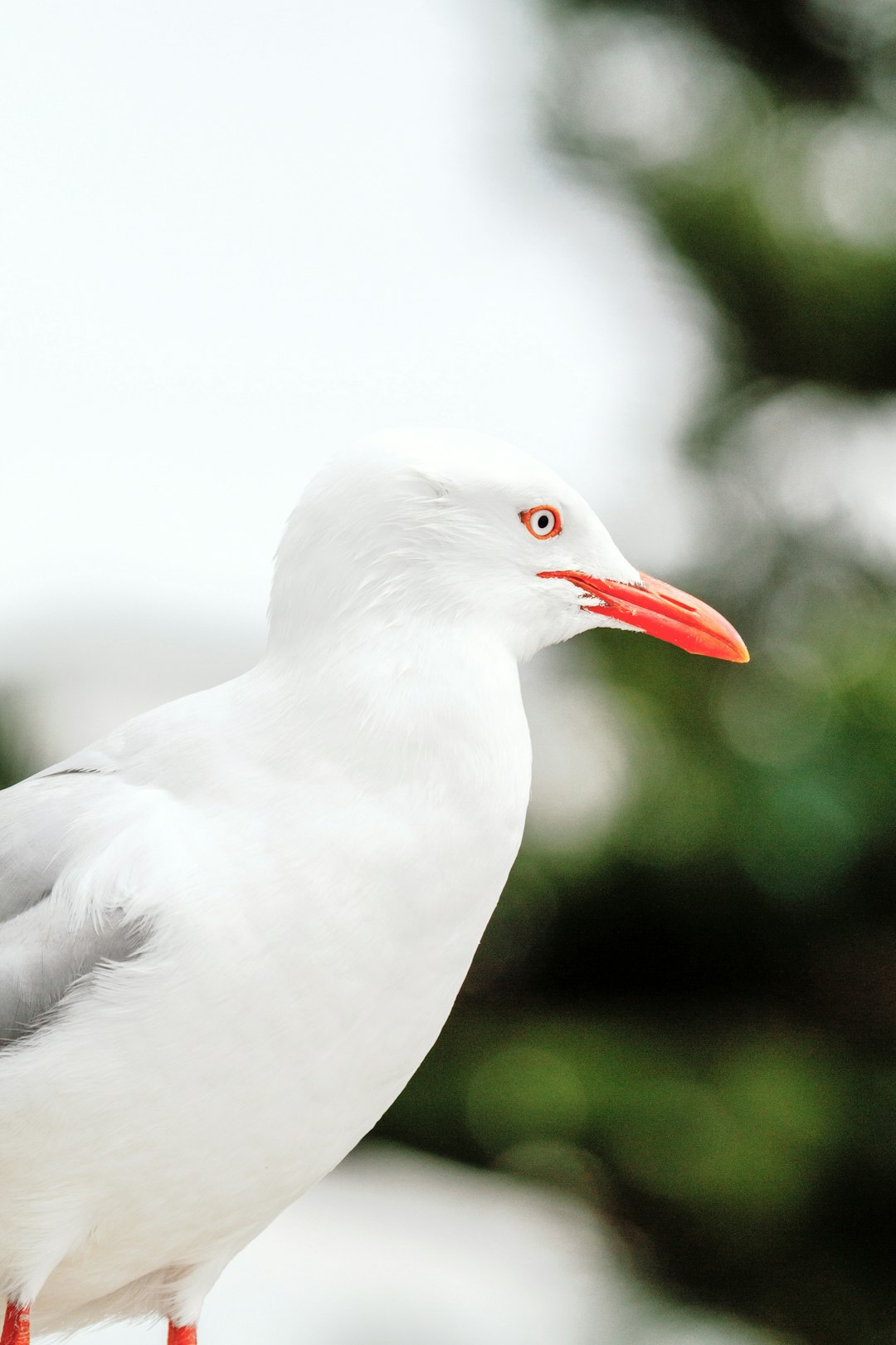 white seagull selective focus photography