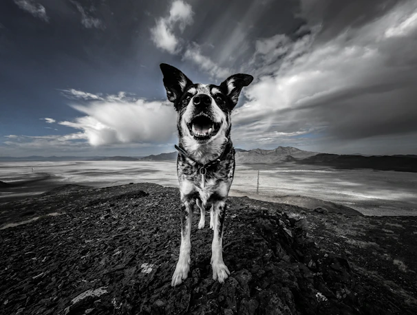 A close-up of a dog’s joyful face with the mountains in the background during a hike.