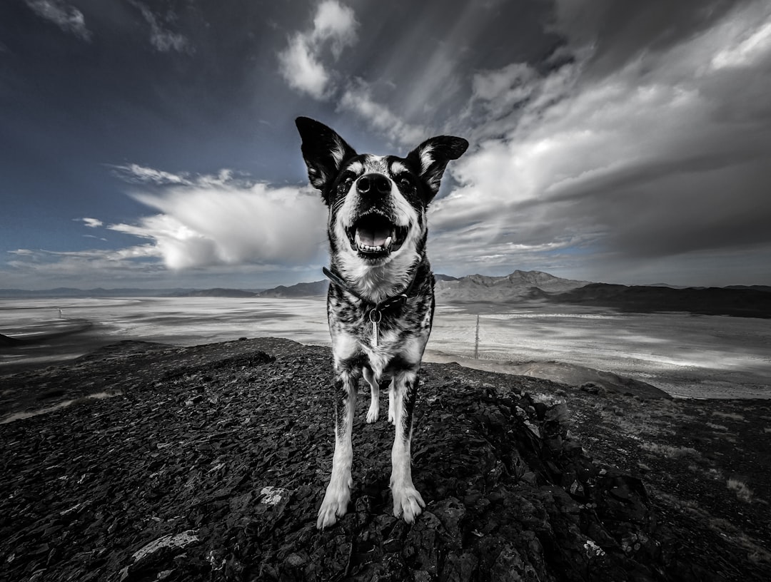 close-up photography of black and white dog near open field during daytime