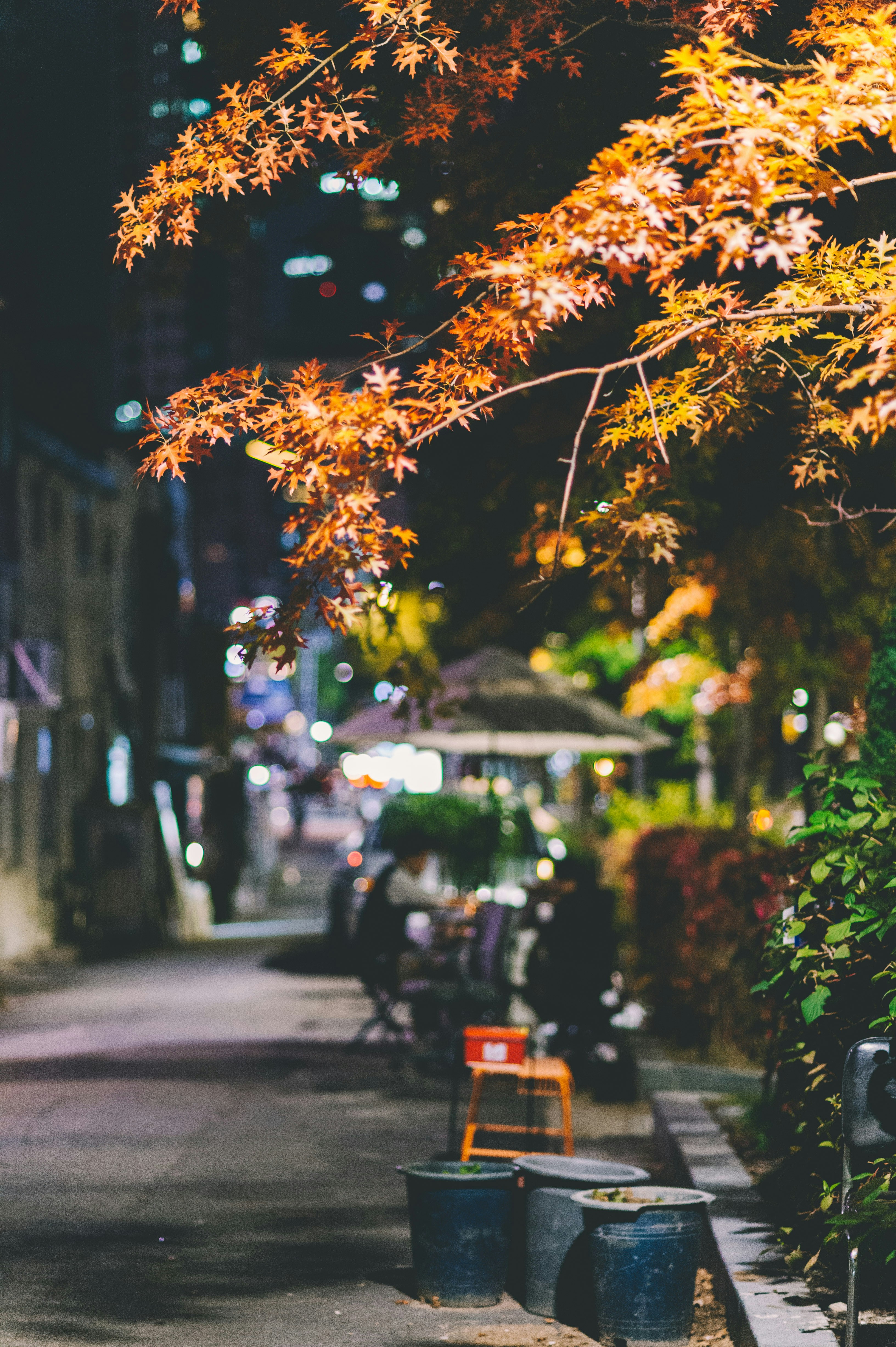 trash bins under brown leafed tree