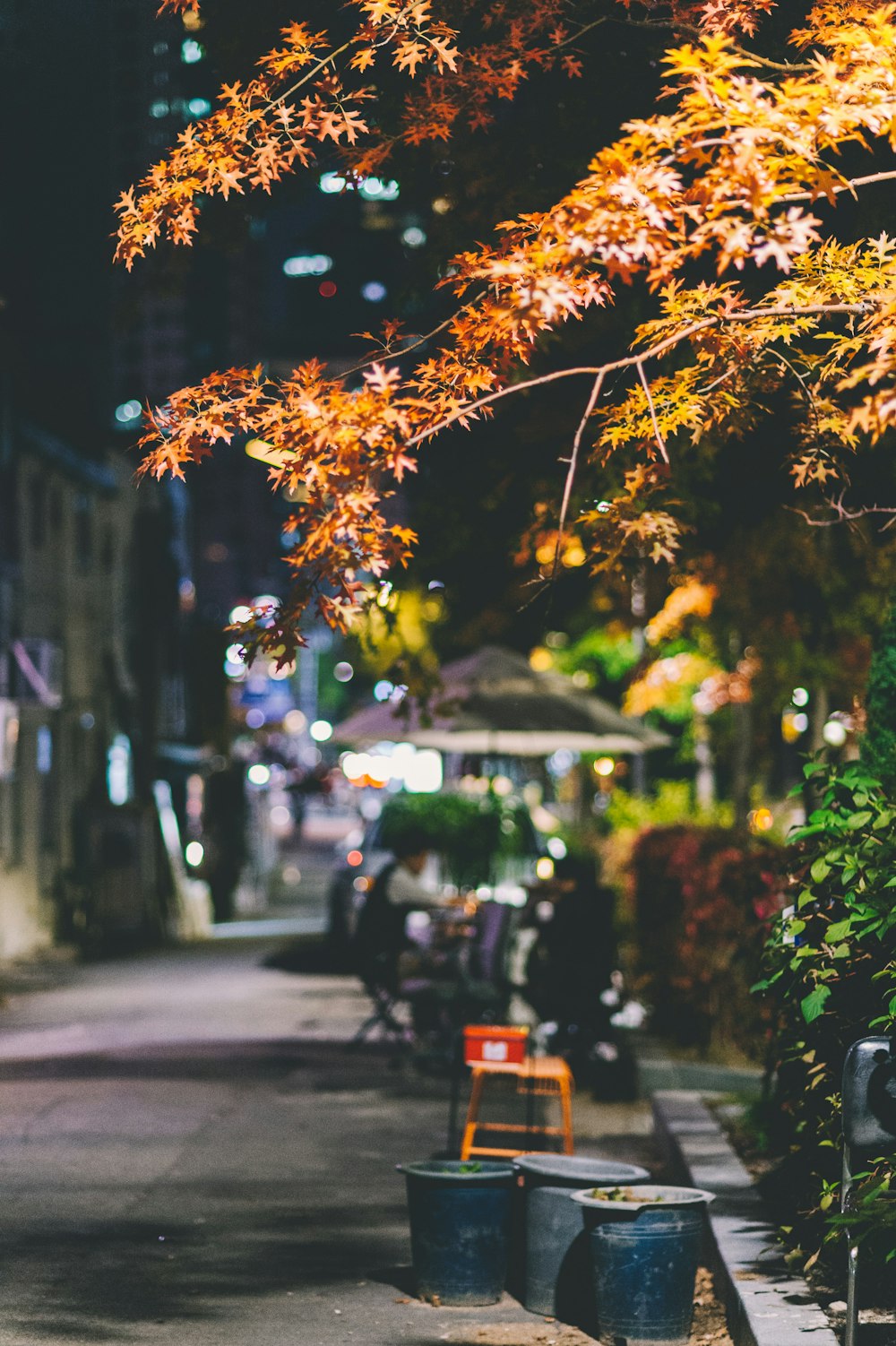 trash bins under brown leafed tree