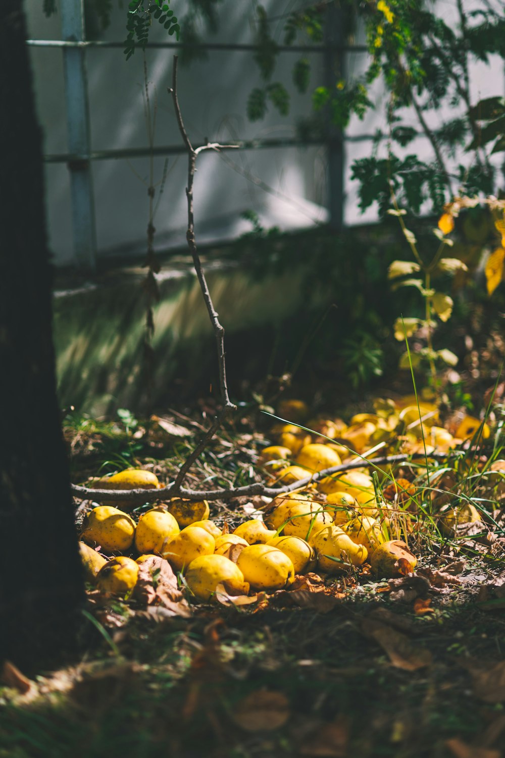 yellow fruits