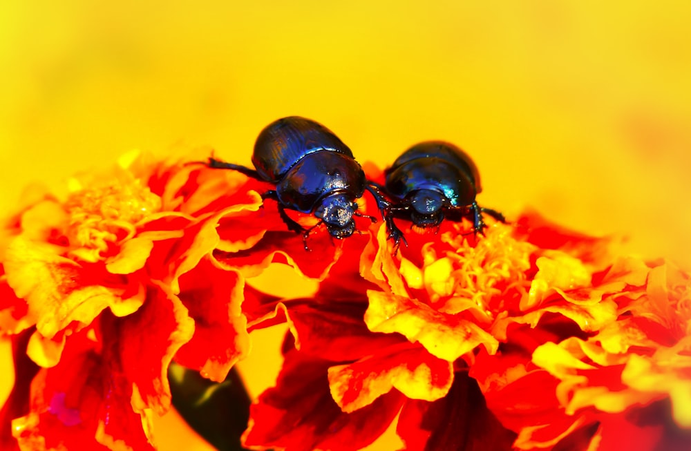 two black darkling beetles on orange flowers