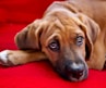 dog lying on red textile