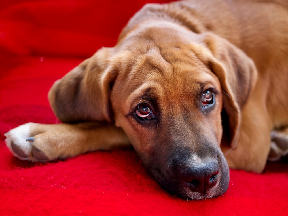 dog lying on red textile