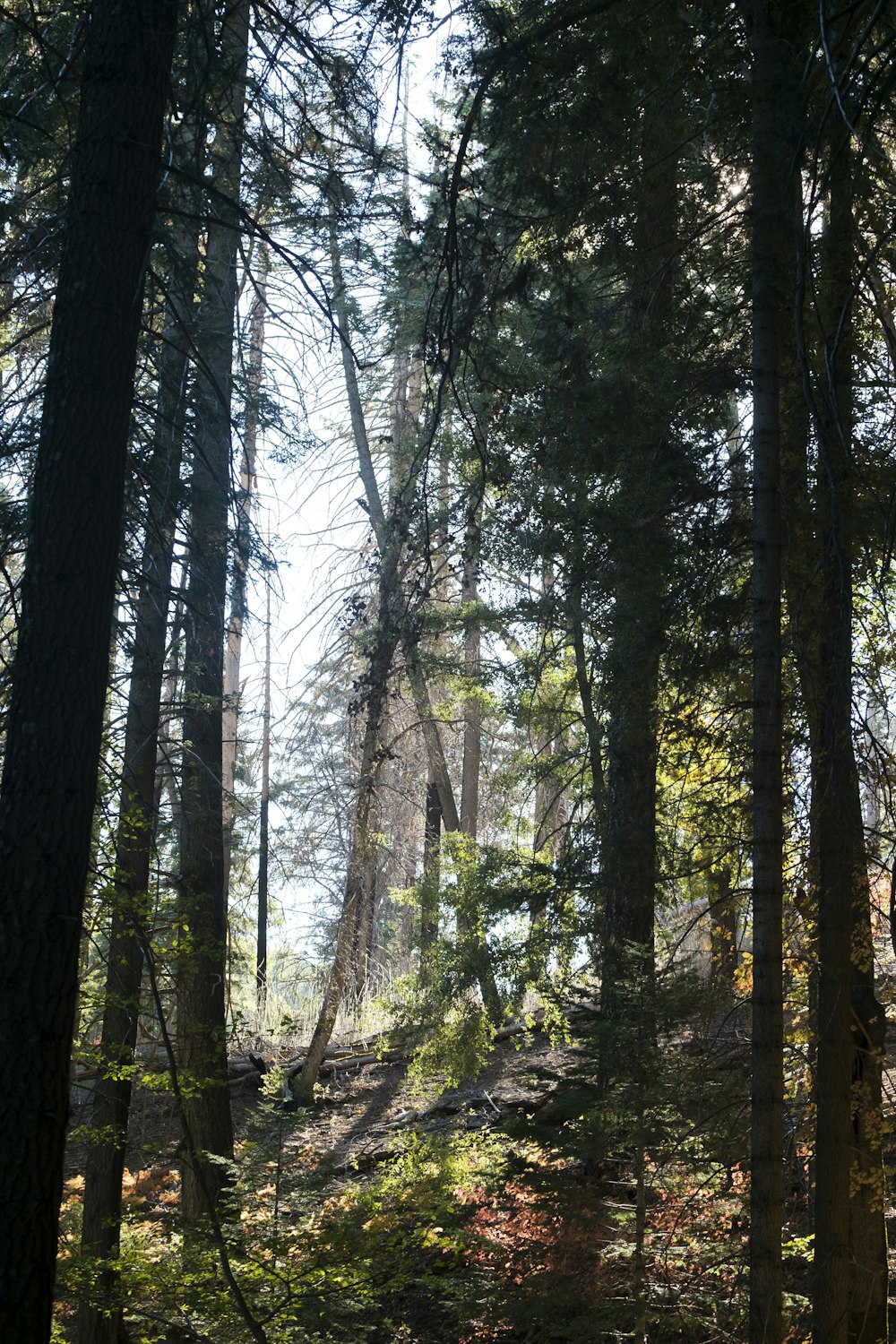 fores trees with sunlight passing through