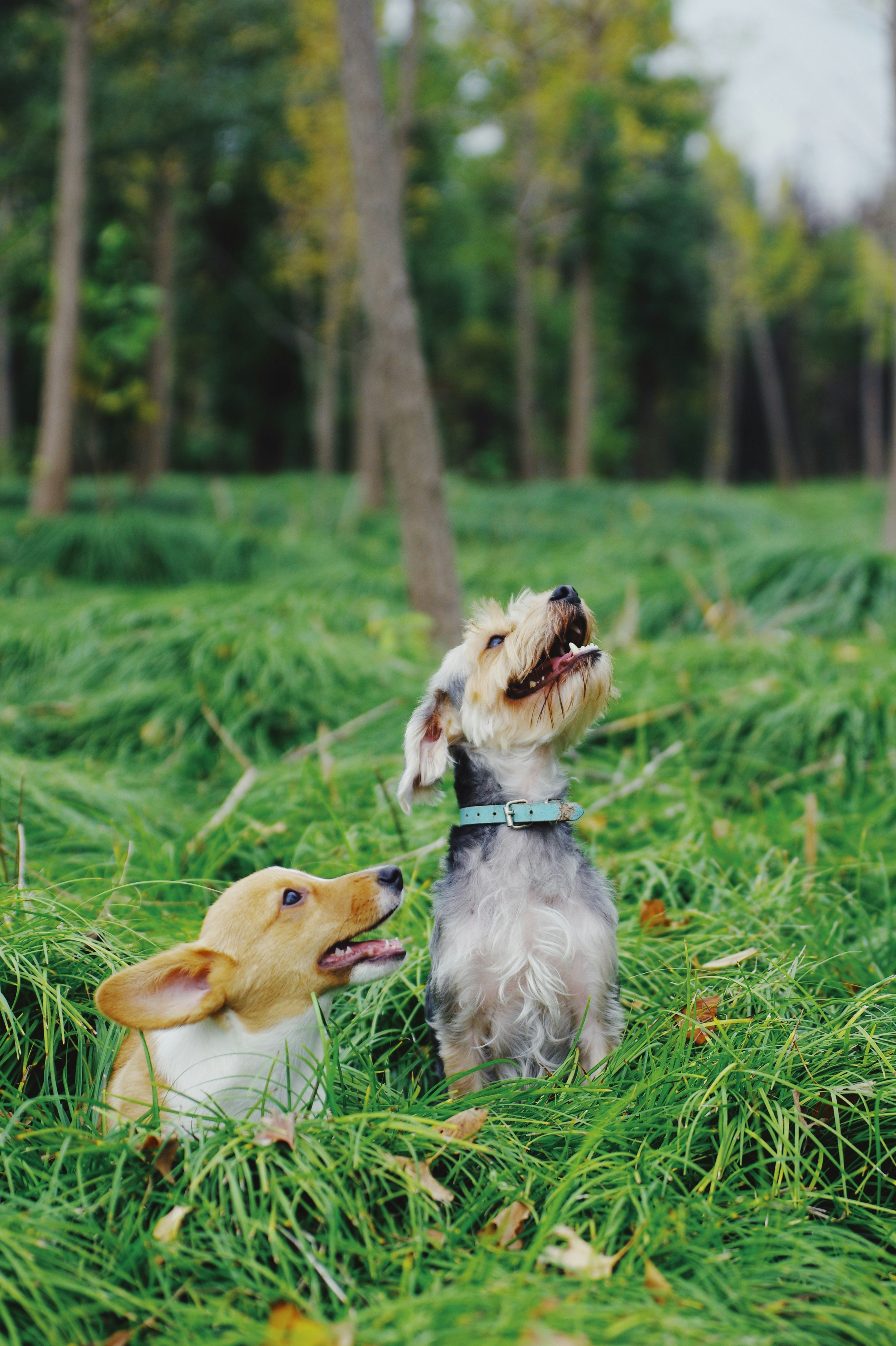 two short-coated white and tan puppies on green grass