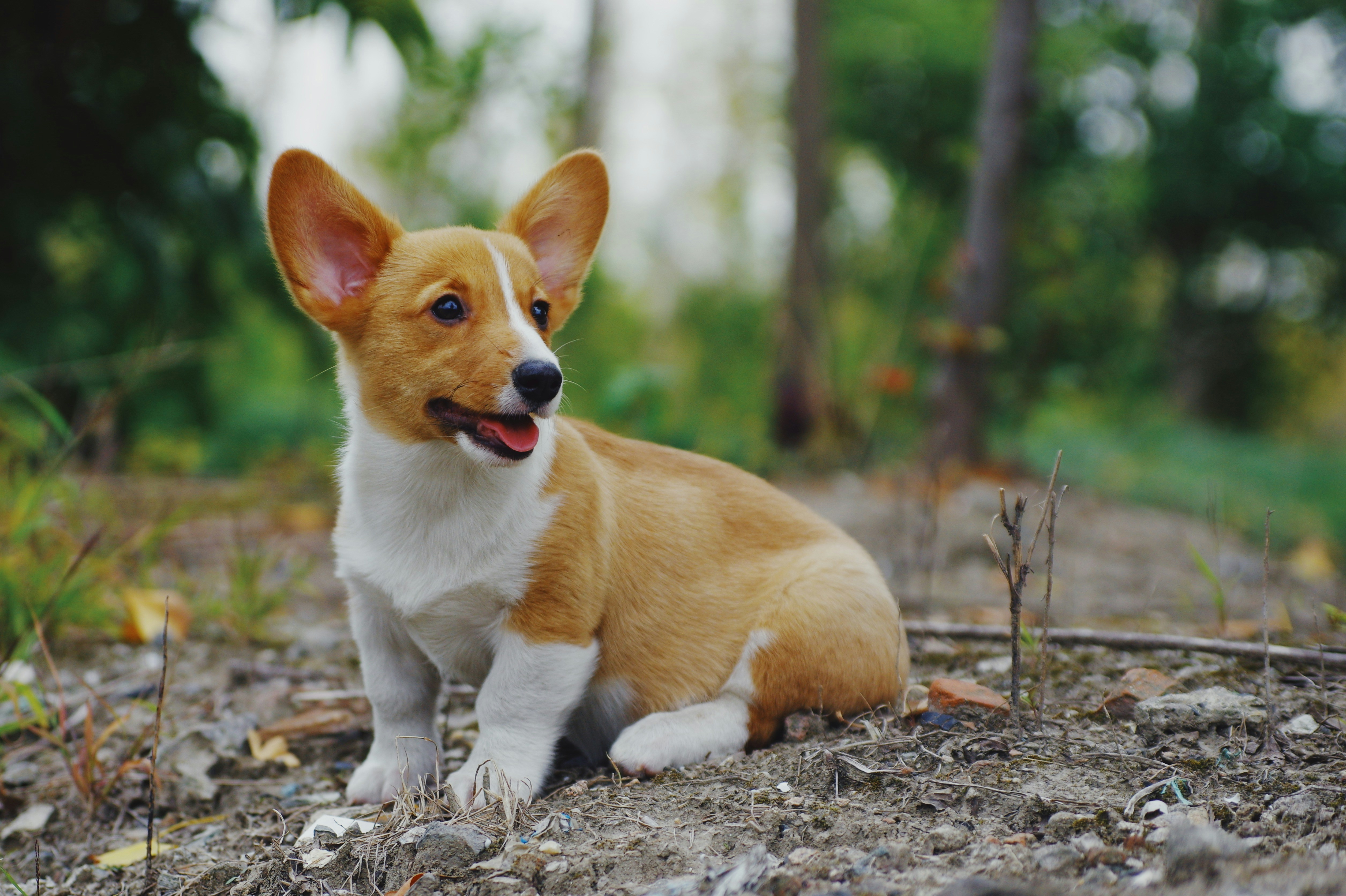 brown and white corgi puppy