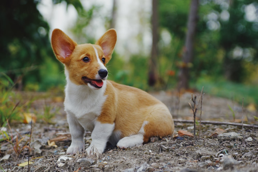 brown and white corgi puppy