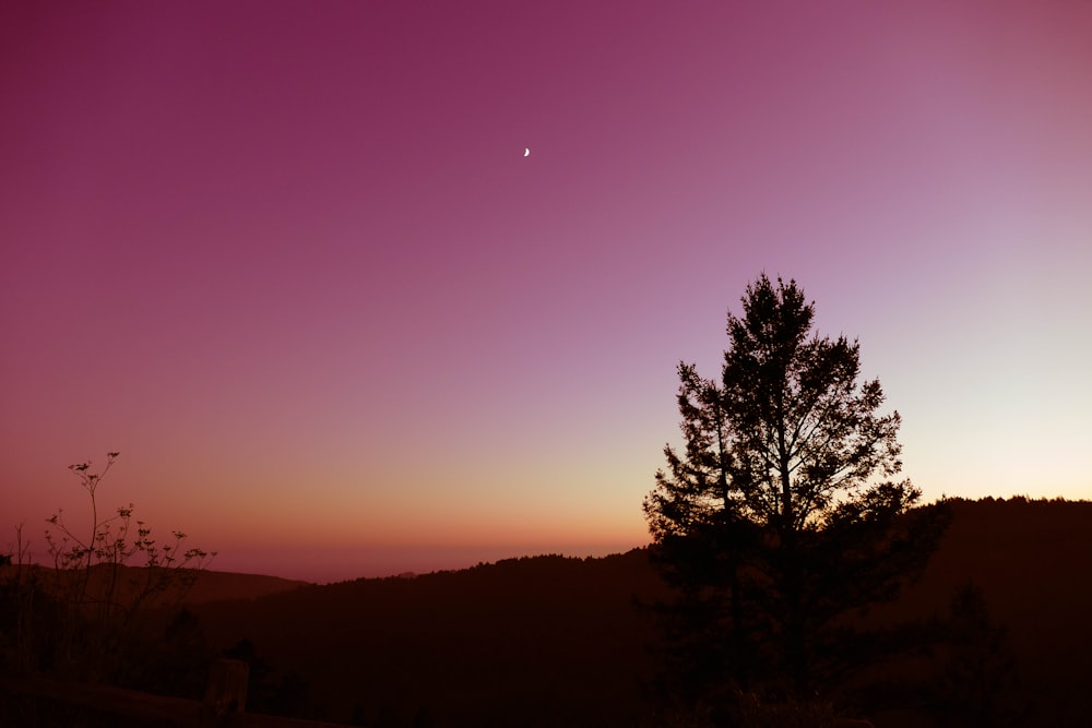 silhouette of tree during twilight