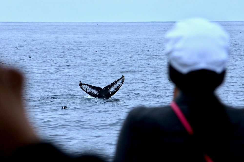 Racconti di squalo balena visti da due persone
