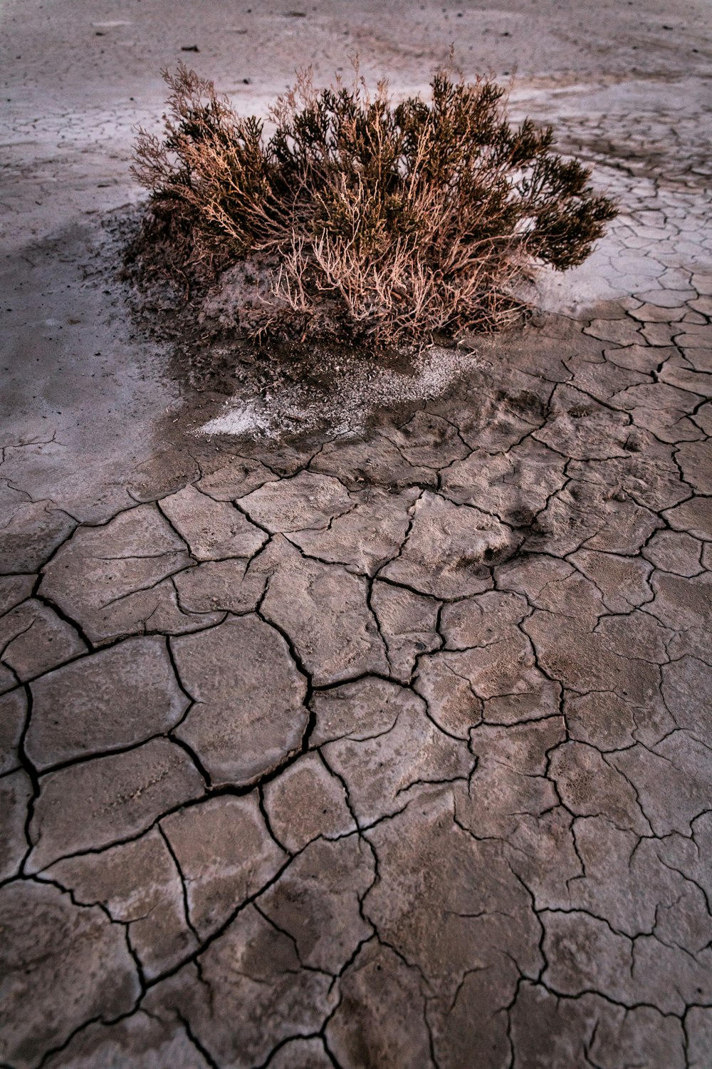 brown bush on cracked soil