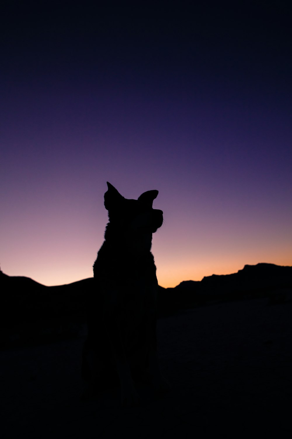 Silhueta do cão durante o crepúsculo