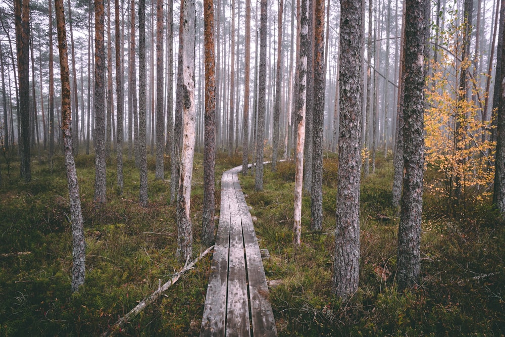 brown wooden pathway on forest