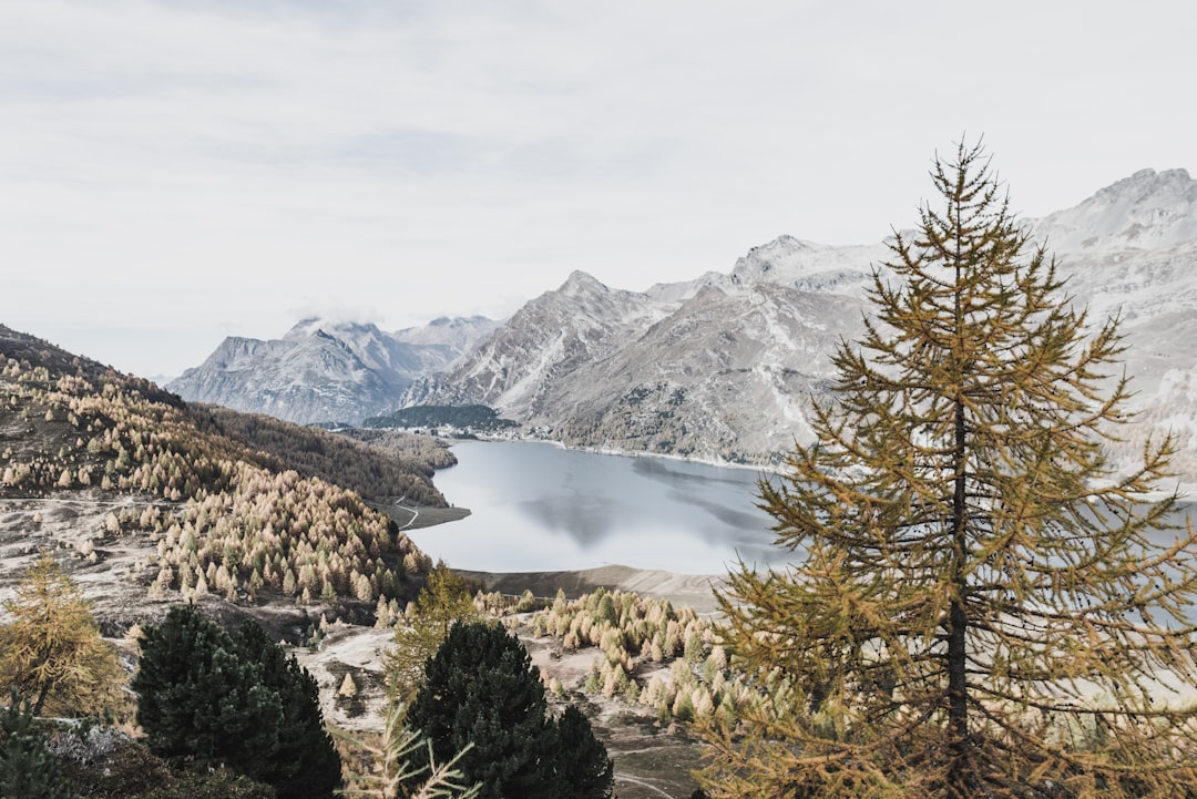 photo of Sils im Engadin/Segl Nature reserve near Muottas Muragl