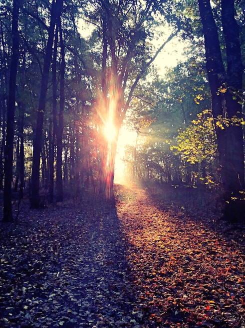 Sunlight filtering through dense forest casting warm light on a rustic wooden pathway