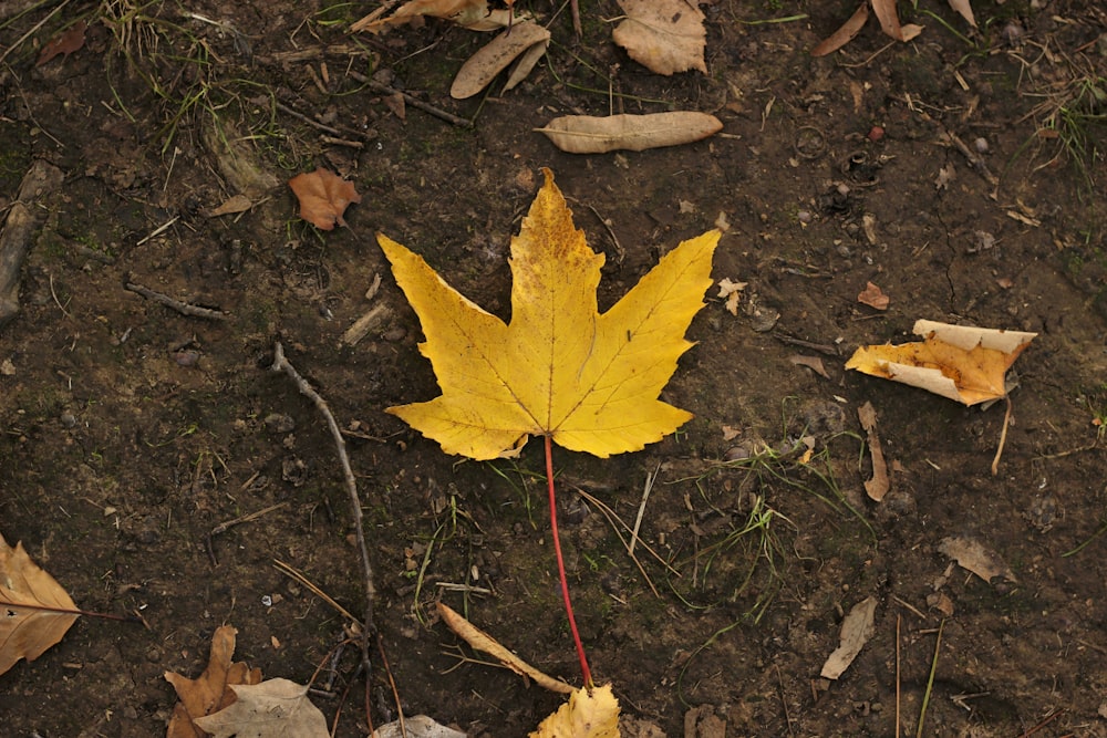 yellow leaf on brown soil