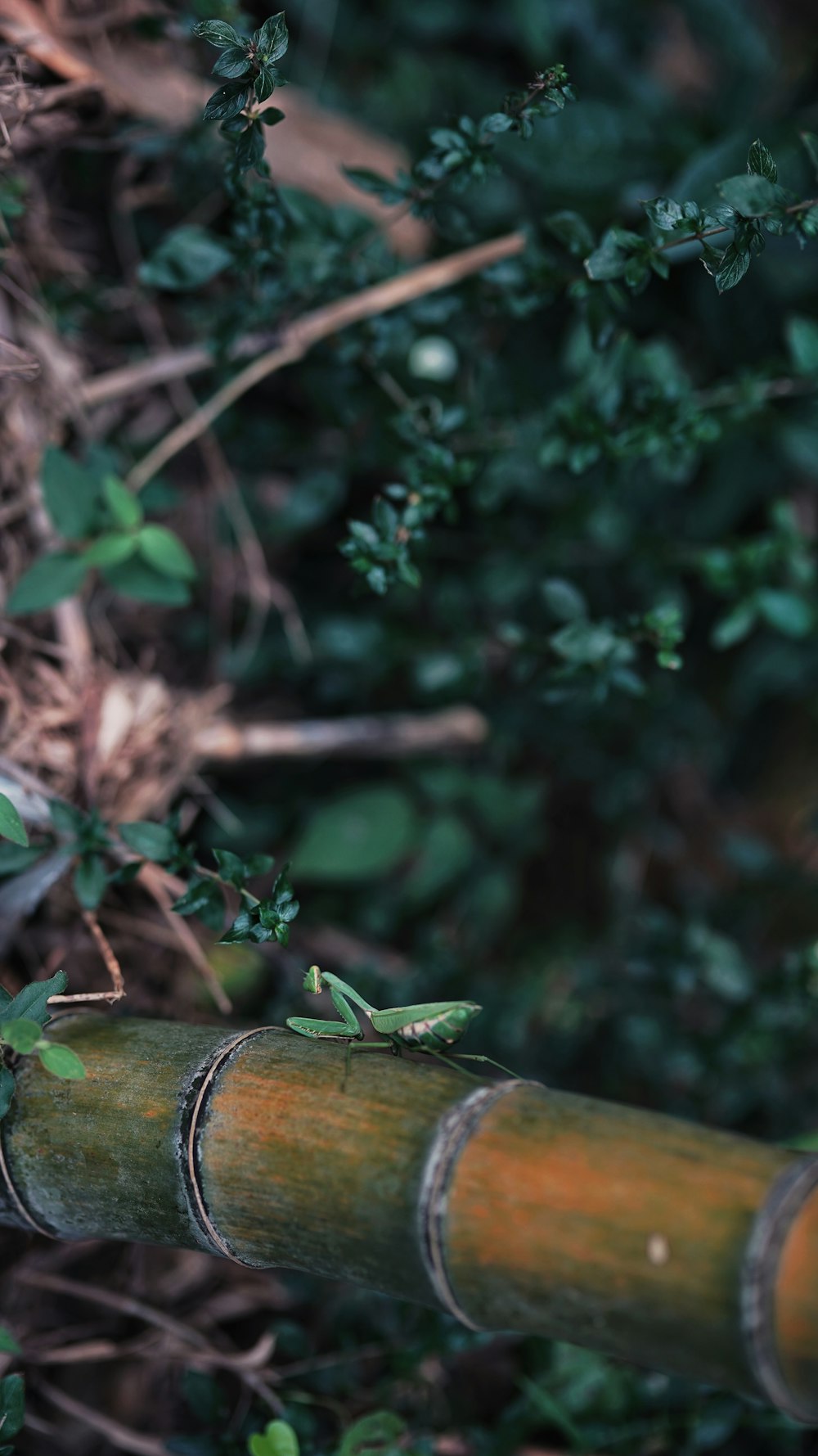 green Praying mantis perching on bamboo