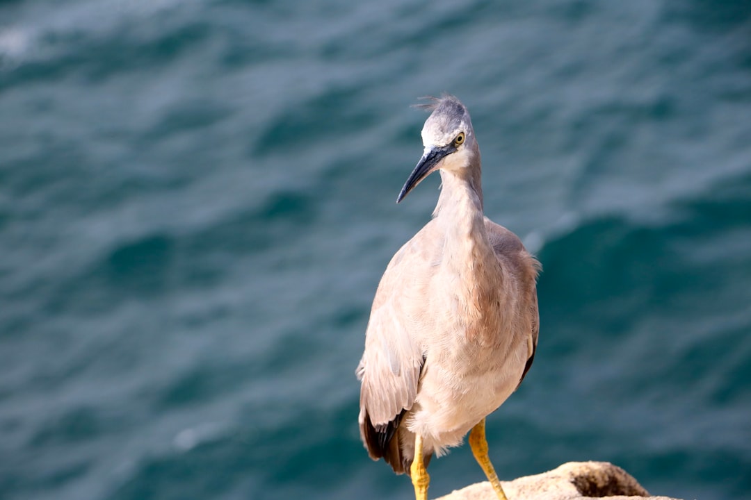 Wildlife photo spot Diamond Bay Reserve Shelly Beach