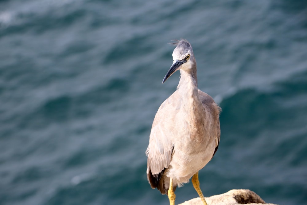 white and gray bird on brown surface beside sea during daytime