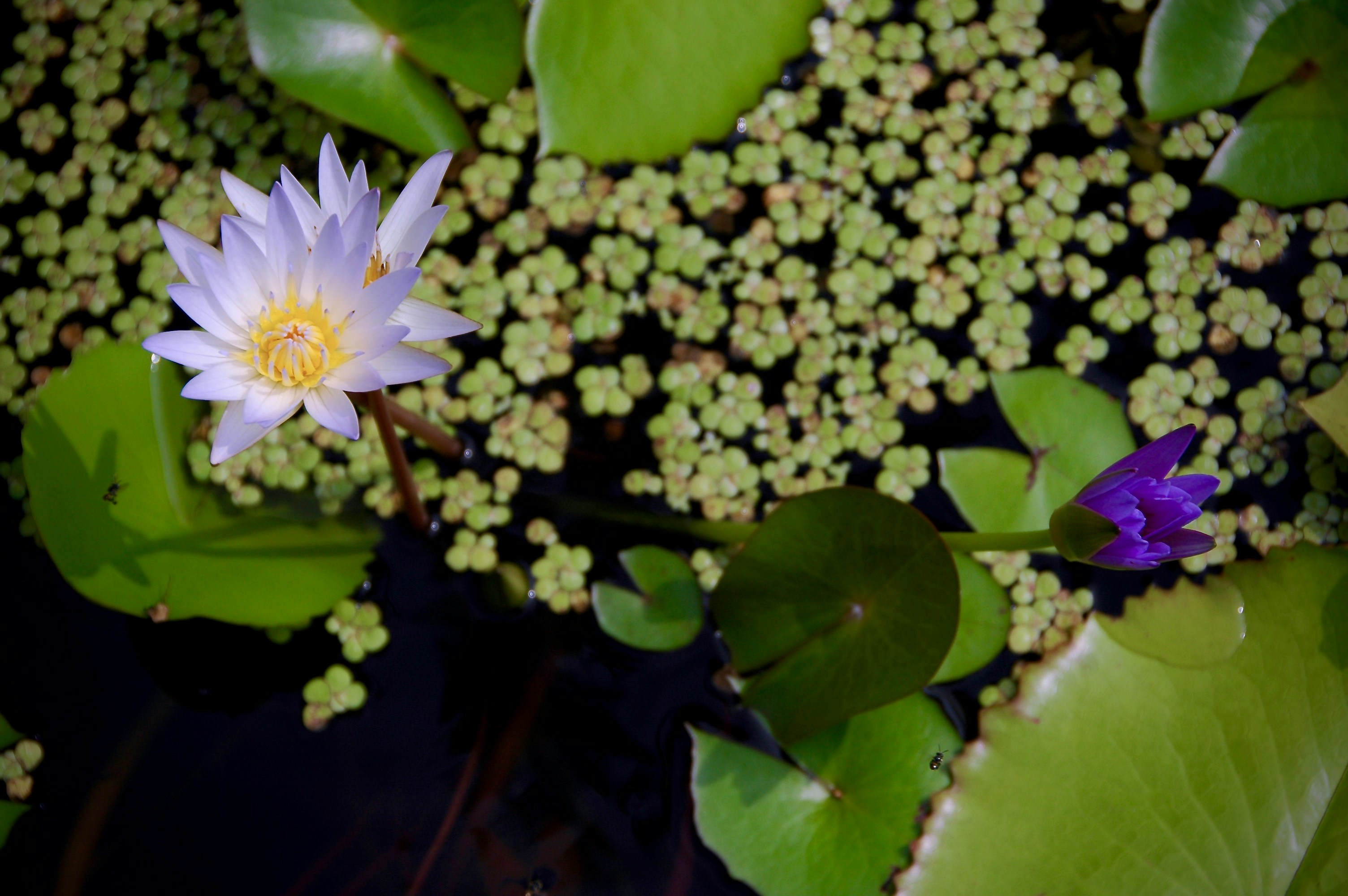 white and yellow lily flower in bloom