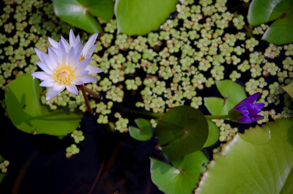 white and yellow lily flower in bloom