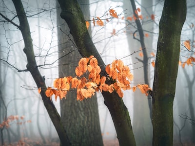 trees with orange dried leaves gorgeous teams background