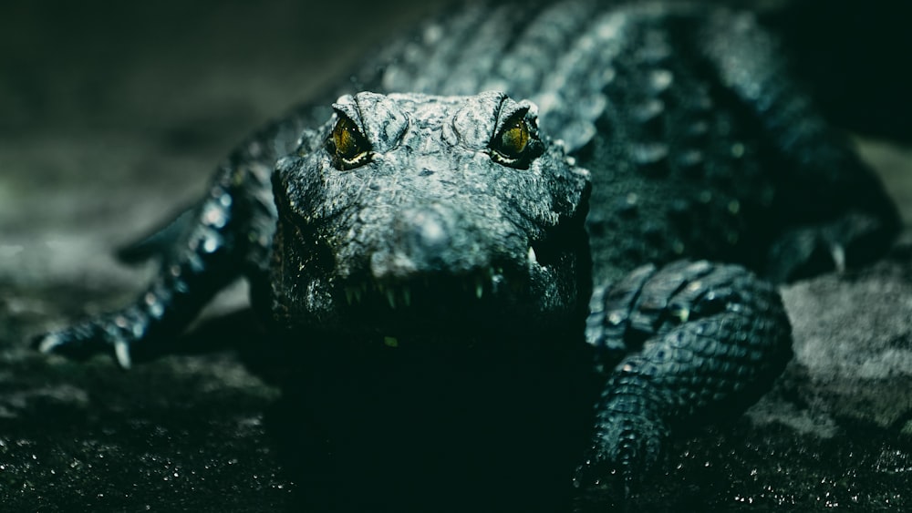 close up photo of black crocodile