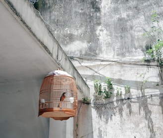 orange bird cage hanging during daytime