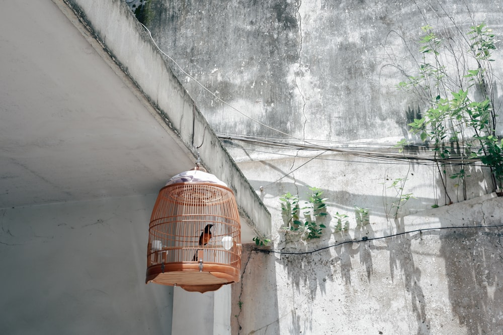 orange bird cage hanging during daytime