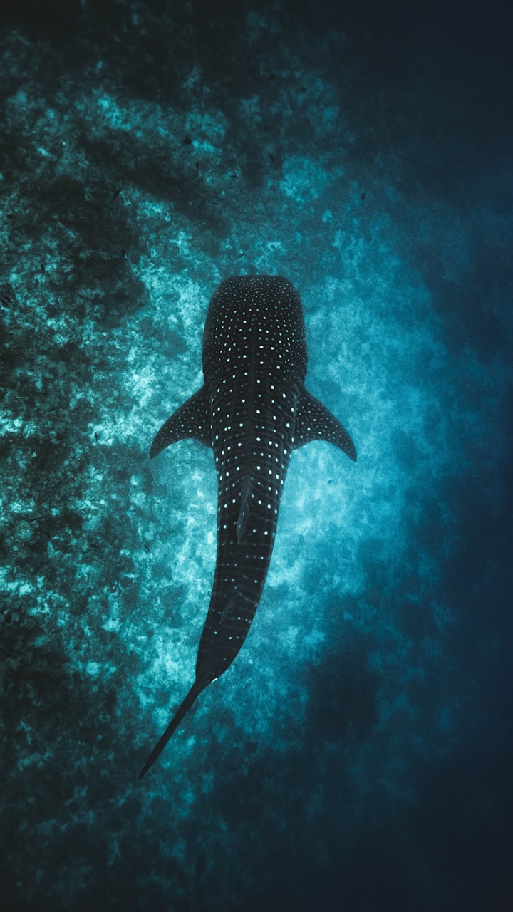 Blue Whale - Estimated Population 15000, Rare and Endangered