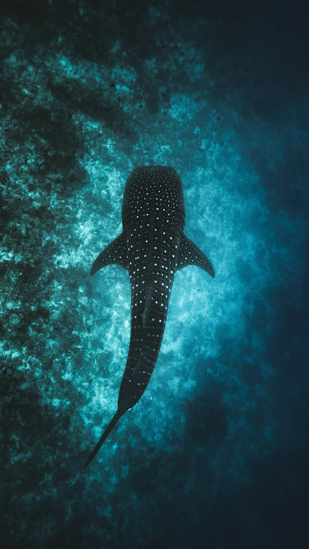 Peces negros en el agua