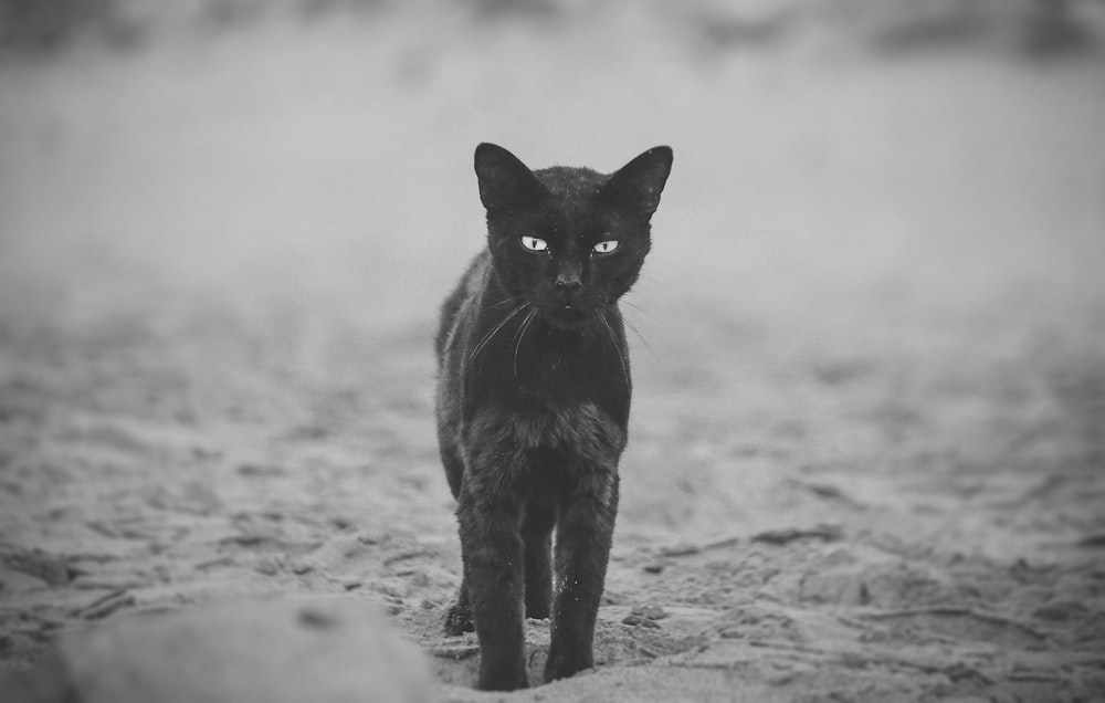 grayscale photography of cat