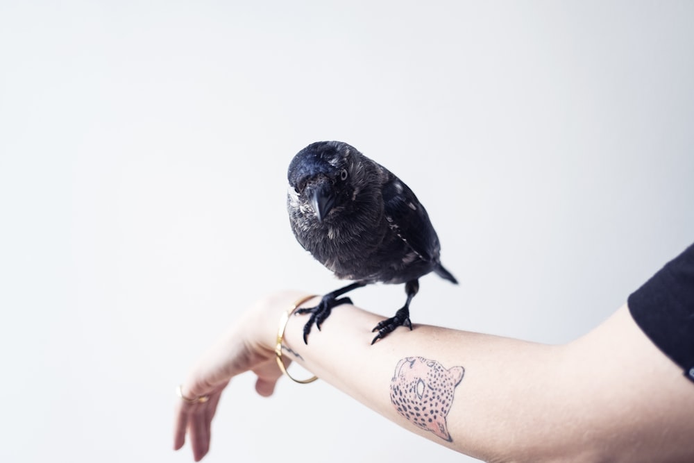 cuervo negro en la mano de la persona