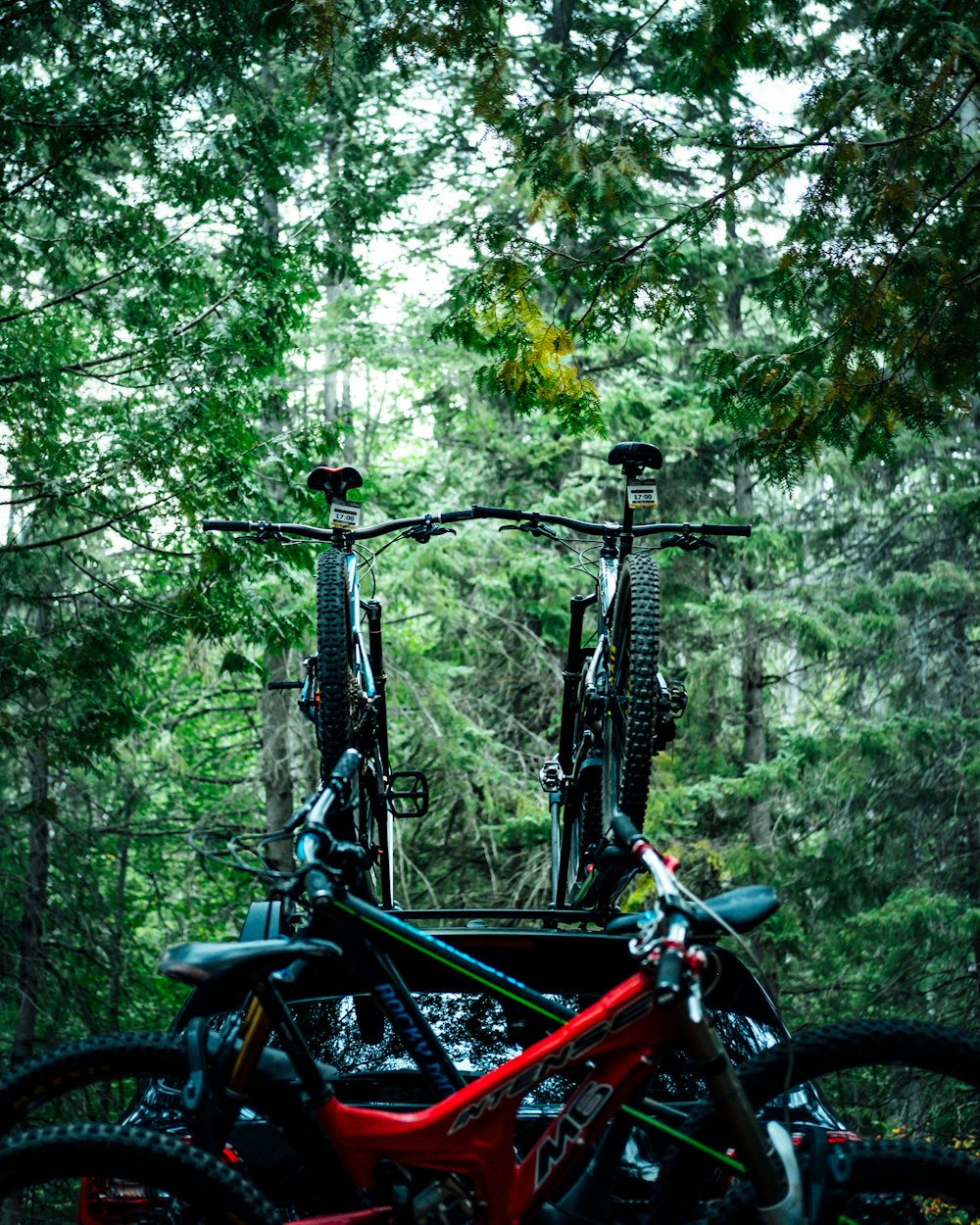 木の近くの自転車のカワカマス