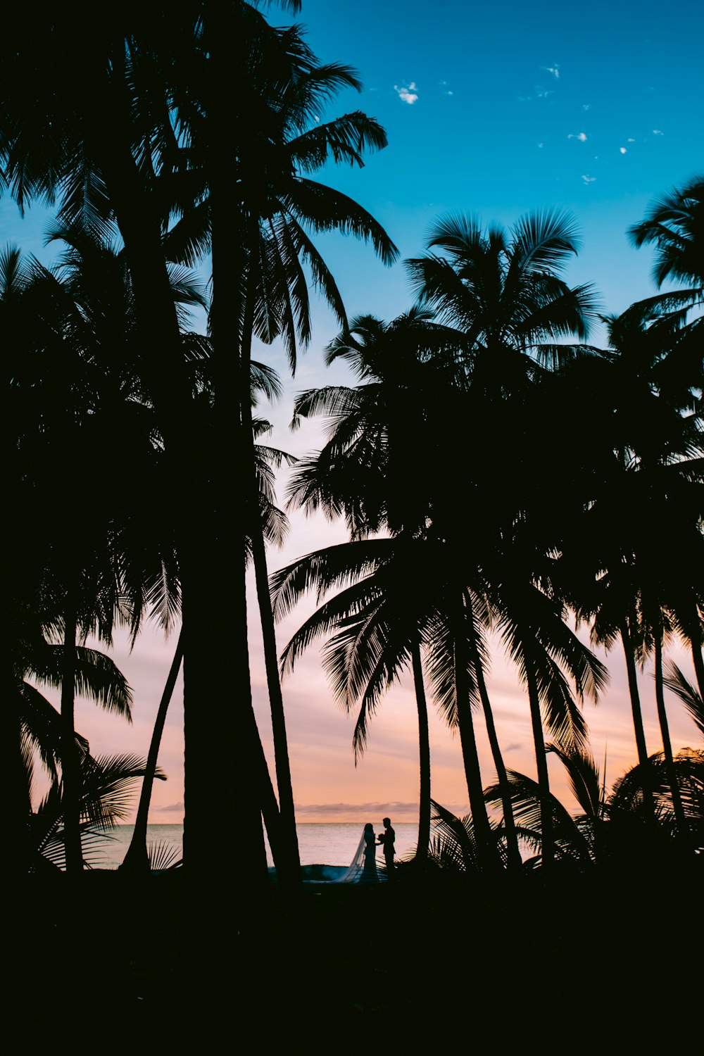 silhouette photography of coconut palm trees