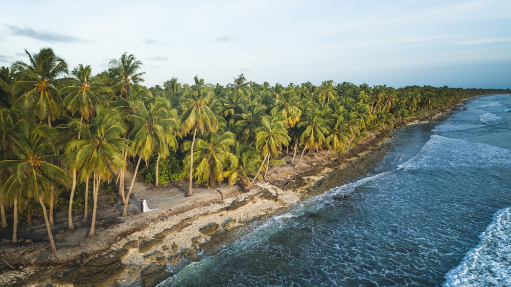 coconut tree near shore