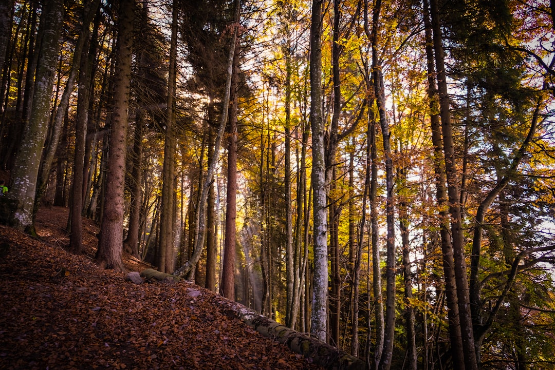 Forest photo spot Oltressenda Alta Molveno