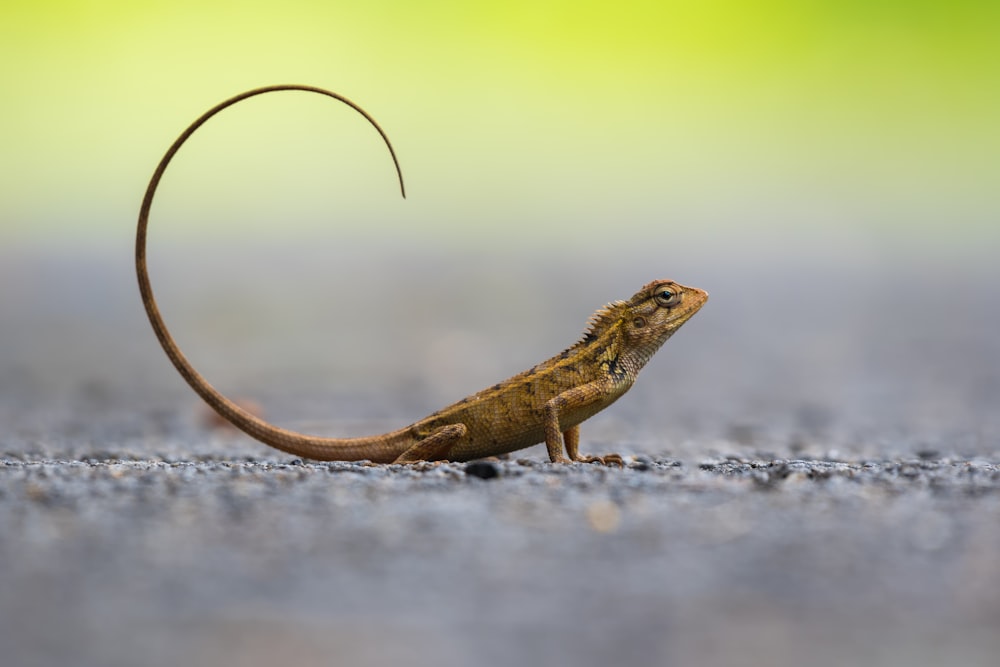 brown lizard photography